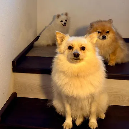 호텔 Arthotel Oscar I *